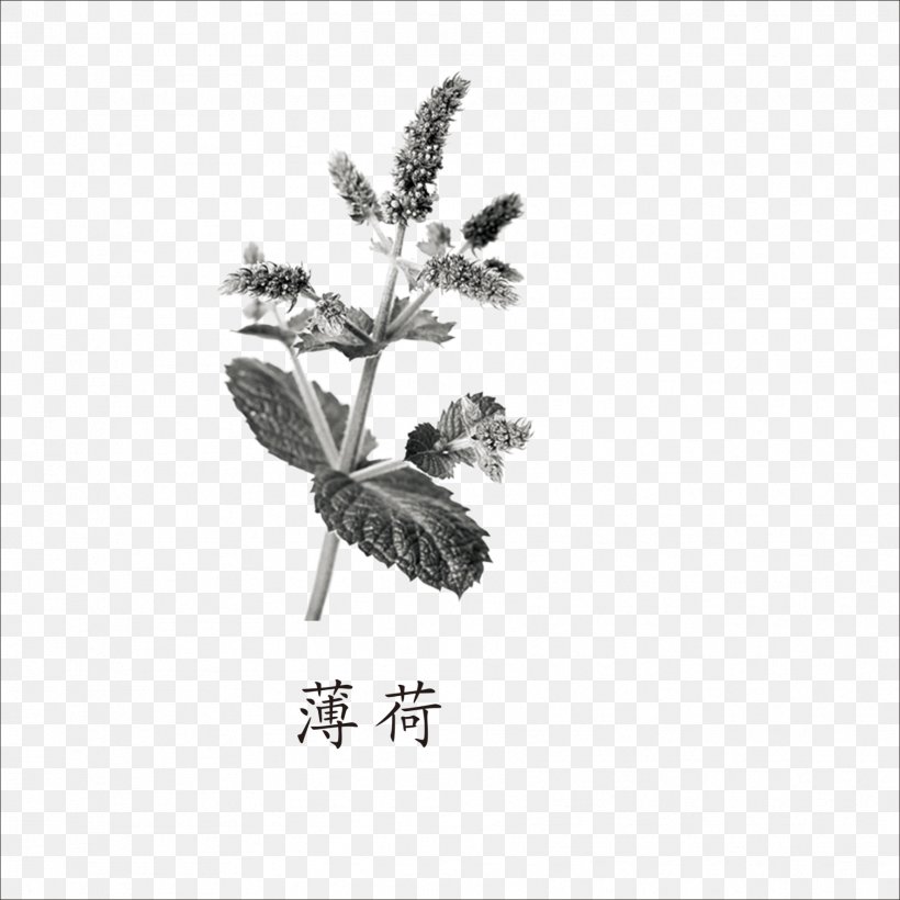 Apple Mint Mentha Spicata Euclidean Vector, PNG, 1773x1773px, Apple Mint, Black And White, Element, Lemon Beebalm, Membrane Winged Insect Download Free