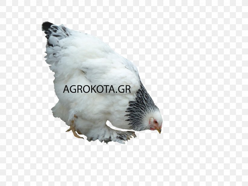 Australorp Bird Chicken As Food Poultry Breed, PNG, 1600x1200px, Australorp, Agria, Beak, Bird, Breed Download Free