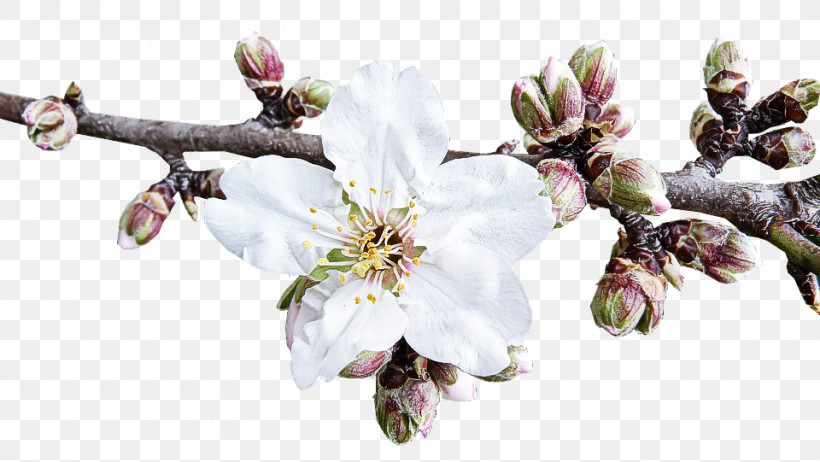 Cherry Blossom, PNG, 960x541px, Flower, Blossom, Branch, Cherry Blossom, Petal Download Free