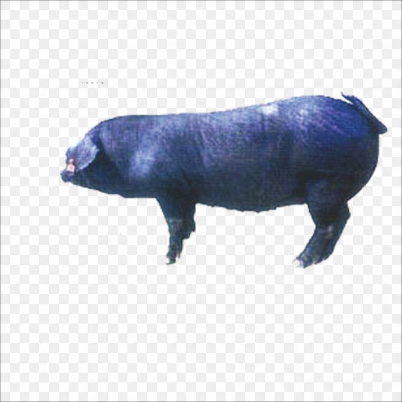 Meishan Pig Duroc Pig Taihu Pig Suzhou Sutai Enterprise Co., Ltd. Landrace, PNG, 1773x1773px, Meishan Pig, Agriculture, Breed, Copywriting, Domestic Pig Download Free