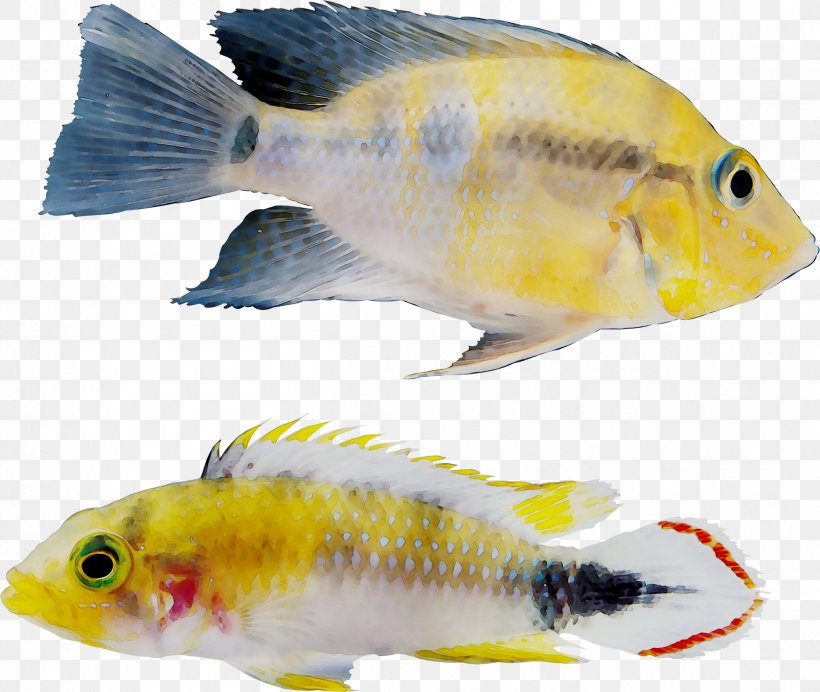 Goldfish Feeder Fish Freshwater Aquarium, PNG, 2417x2040px, Goldfish, Aquarium, Biology, Bonyfish, Cyprinidae Download Free