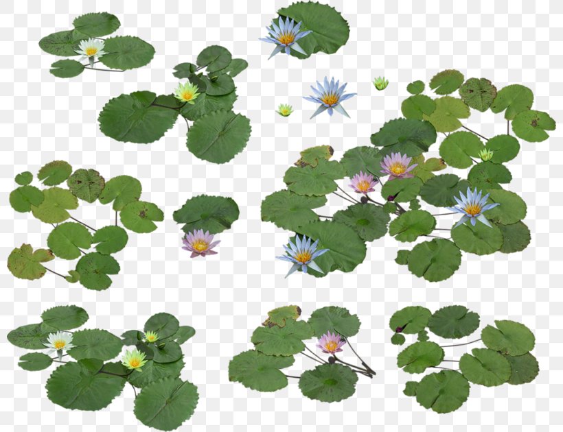 Nelumbo Nucifera Download Clip Art, PNG, 800x630px, Nelumbo Nucifera, Animation, Annual Plant, Cartoon, Flower Download Free