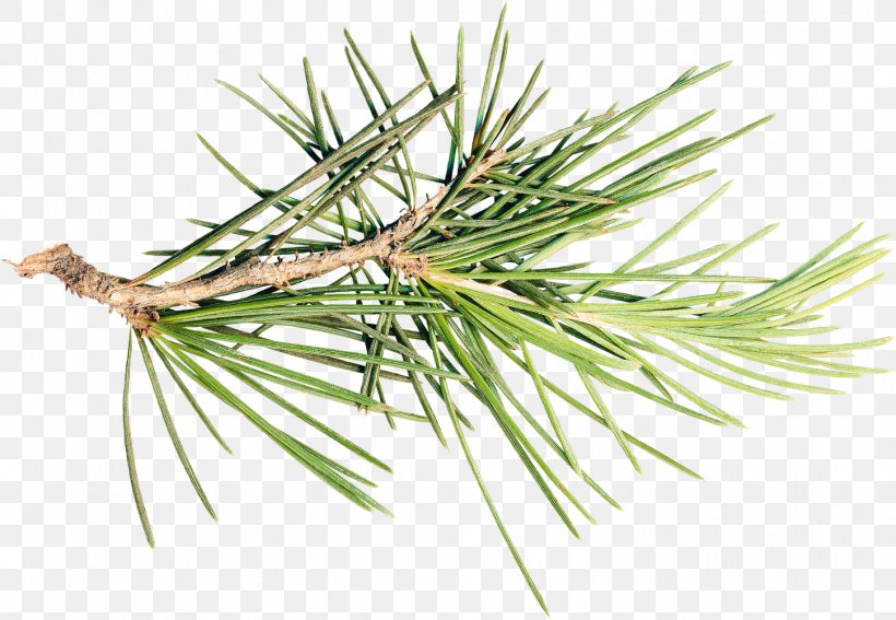 Pine Spruce Fir Tree Branch, PNG, 1449x1002px, Pine, Branch, Christmas Ornament, Conifer, Conifers Download Free
