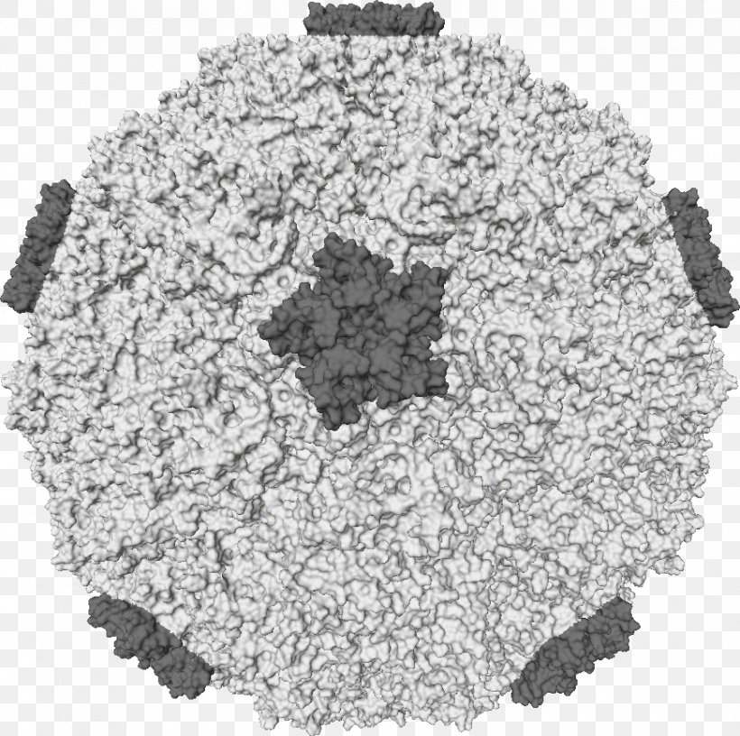 Rhinovirus Common Cold Infection Picornavirus, PNG, 870x866px, Rhinovirus, Black And White, Capsid, Common Cold, Coronavirus Download Free
