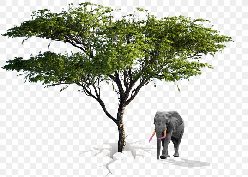 Tree Architecture Drawing Stock Photography Acacia, PNG, 1200x858px, Tree, Acacia, Adaptation, African Elephant, Animal Figure Download Free