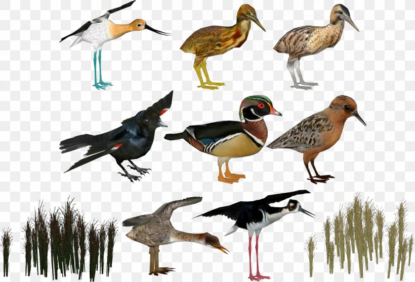 Zoo Tycoon 2 Duck Bird, PNG, 1306x891px, Zoo Tycoon 2, Animal, Beak, Bird, Duck Download Free