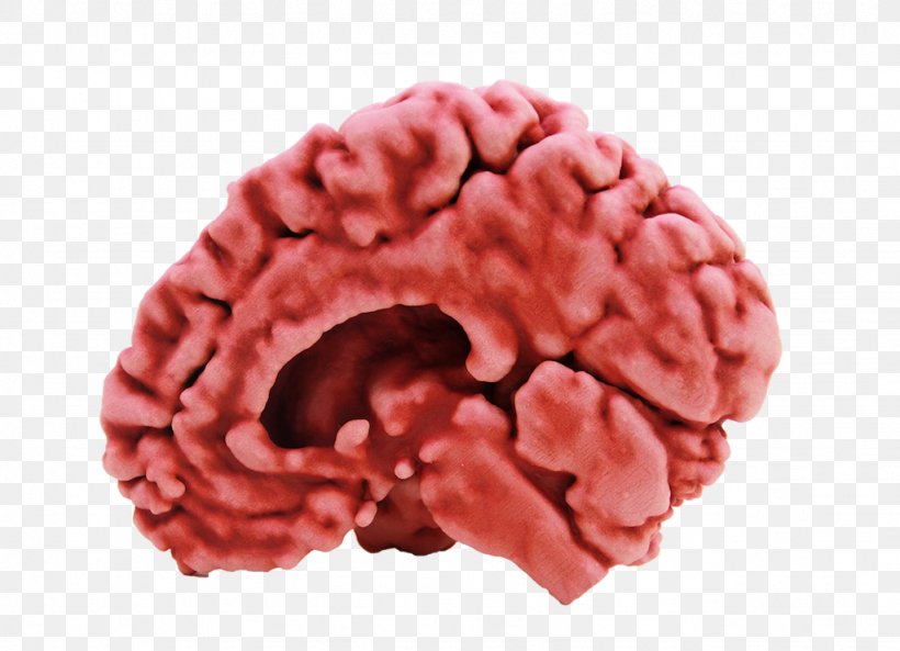 3D Printing Human Brain 3D Modeling, PNG, 1024x741px, Watercolor, Cartoon, Flower, Frame, Heart Download Free