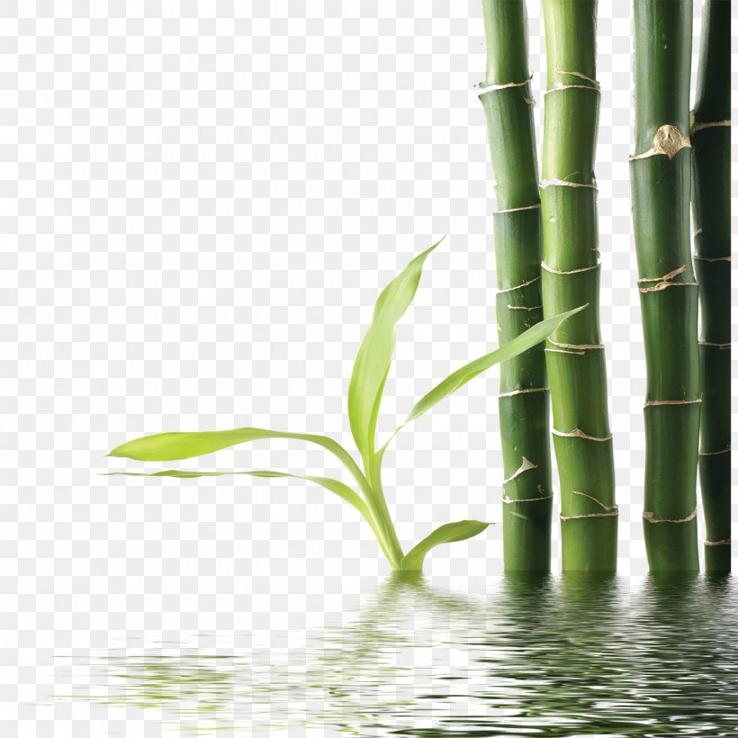 Bamboo Green Download, PNG, 1417x1417px, Bamboo, Bamboe, Energy, Grass, Grass Family Download Free