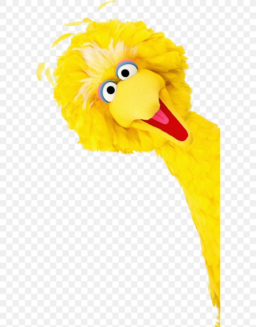 Beak Big Bird Feather Yellow, PNG, 590x1046px, Beak, Big Bird, Bird, Child, Donation Download Free