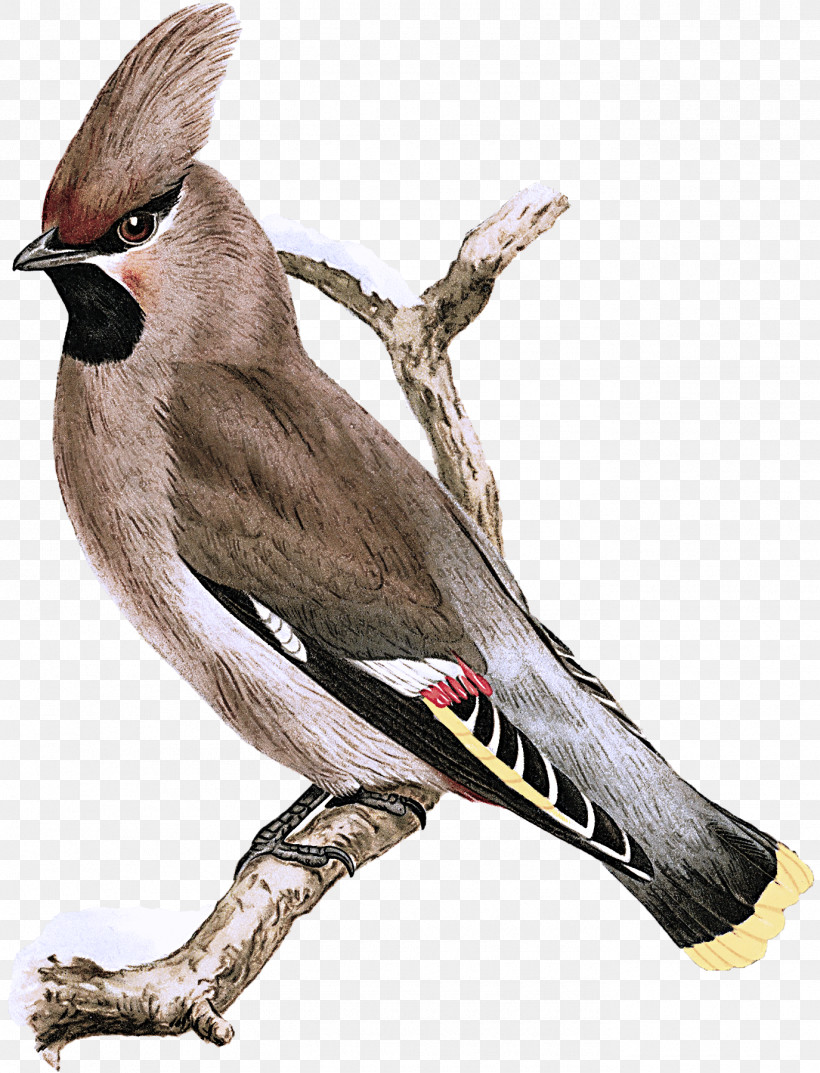 Bird Beak Waxwing Cedar Waxwing Perching Bird, PNG, 1375x1800px, Bird, Beak, Bulbul, Cedar Waxwing, Perching Bird Download Free