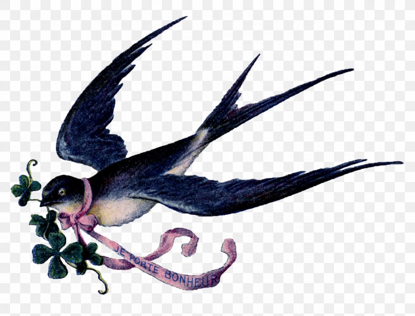 Bird Swallow Clip Art Gulls Image, PNG, 1278x975px, Bird, Arfak Astrapia, Astrapia, Beak, Bird Nest Download Free