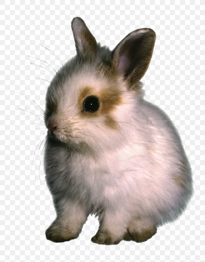 Domestic Rabbit Hare, PNG, 900x1150px, Domestic Rabbit, Animation, Big Bang, Digital Image, Drawing Download Free