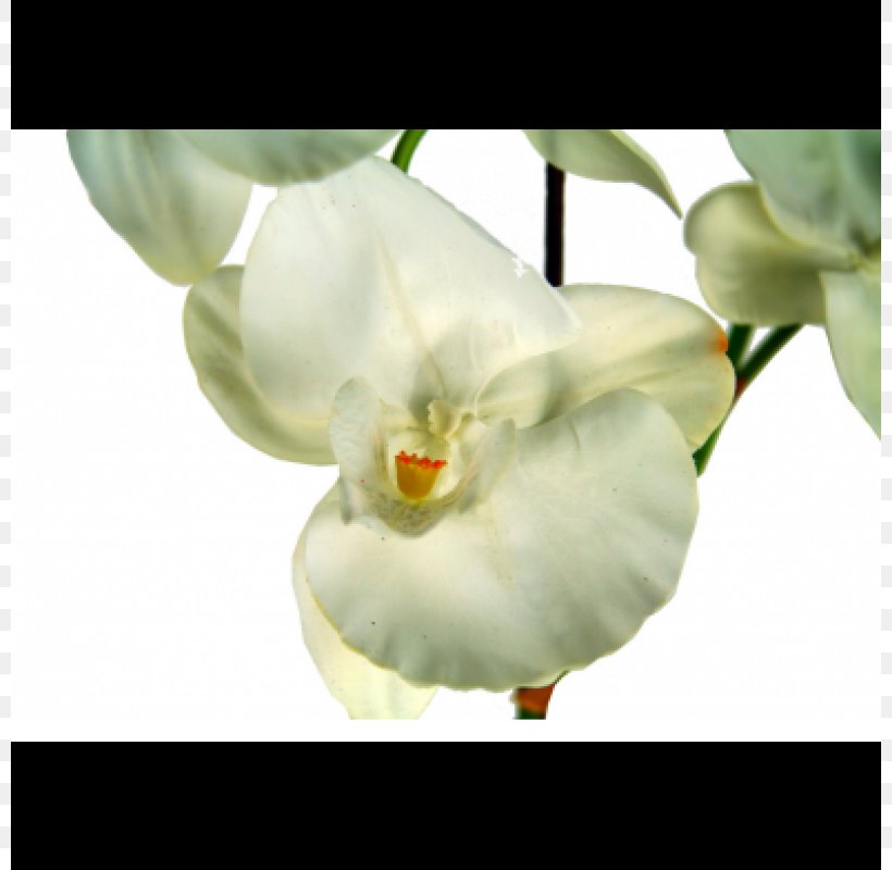 Moth Orchids Flowerpot, PNG, 800x800px, Moth Orchids, Arum, Flower, Flowering Plant, Flowerpot Download Free