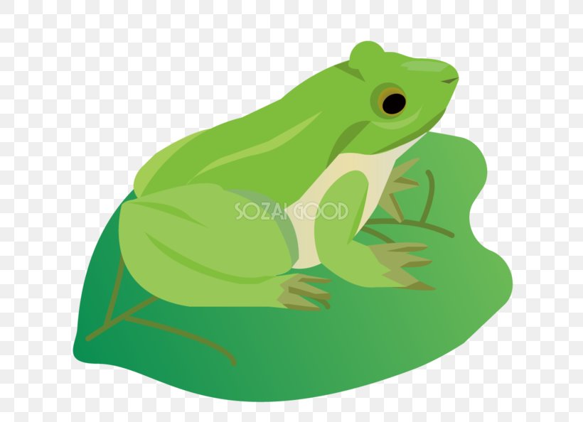 True Frog Toad Tree Frog Leaf, PNG, 660x594px, True Frog, Amphibian, Bladnerv, Brown, Color Gradient Download Free