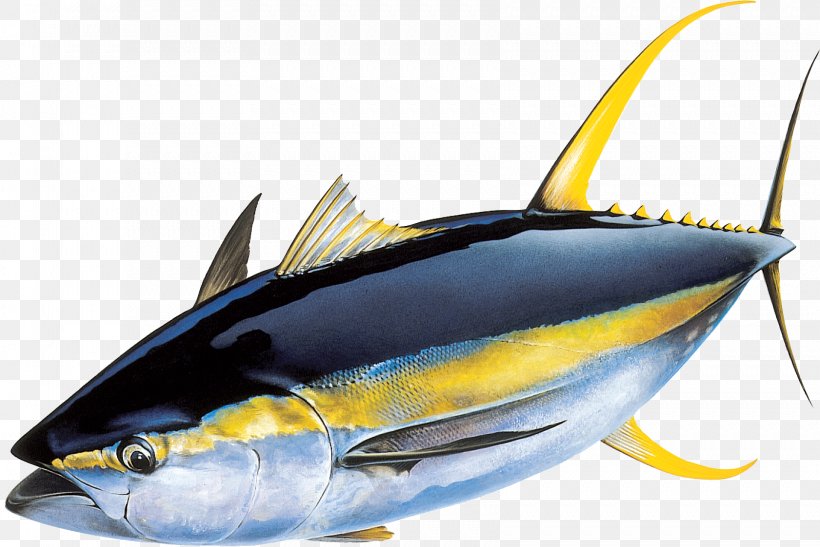 Yellowfin Tuna Atlantic Bluefin Tuna Skipjack Tuna Fishing, PNG, 1681x1123px, Yellowfin Tuna, Albacore, Atlantic Bluefin Tuna, Bony Fish, Fauna Download Free