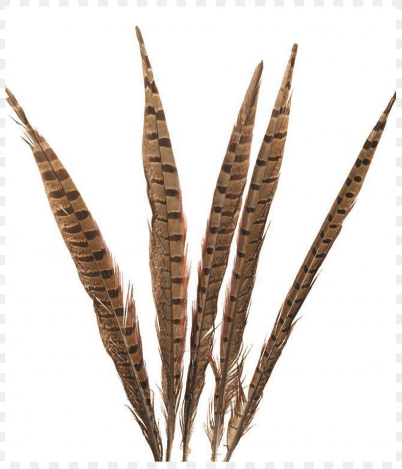 Feather Lady Amherst's Pheasant Bird Tail, PNG, 2000x2333px, Feather, Bird, Brooch, Commodity, Costume Download Free