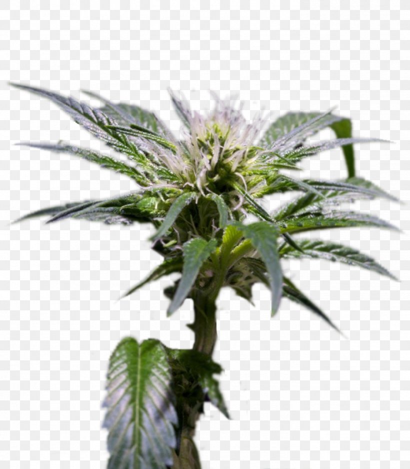 Hemp Feminized Cannabis Seed Cultivar Cash On Delivery, PNG, 1399x1600px, Hemp, Award, Cannabis, Cash On Delivery, Championship Download Free