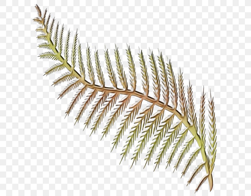 Palm Tree Background, PNG, 640x640px, Watercolor, Caulerpa, Fern, Ferns And Horsetails, Flower Download Free