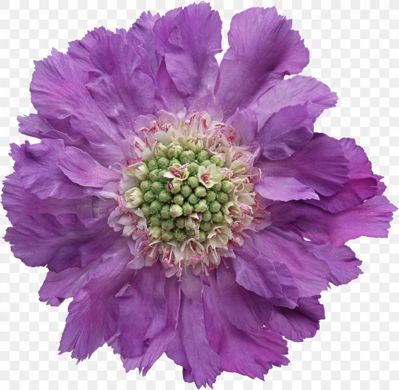 Violet Flower Purple Adobe Photoshop, PNG, 1200x1172px, Violet, Annual Plant, Aster, Chrysanths, Cut Flowers Download Free