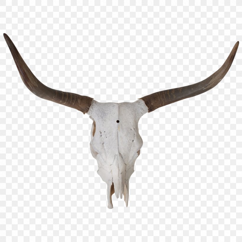 Texas Longhorn Bull Skull Bone, PNG, 1200x1200px, Texas Longhorn, Animal, Antler, Bone, Breed Download Free