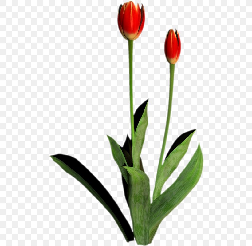 Cut Flowers Tulip Painting Petal, PNG, 507x800px, Flower, Bud, Chamomile, Cut Flowers, Flowering Plant Download Free