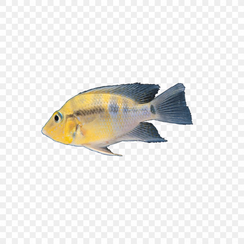 Fish Download Clip Art, PNG, 851x851px, Fish, Button, Fauna, Fin, Ico Download Free