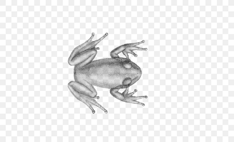 Frog Toad, PNG, 500x500px, Frog, Amphibian, Artwork, Black And White, Drawing Download Free