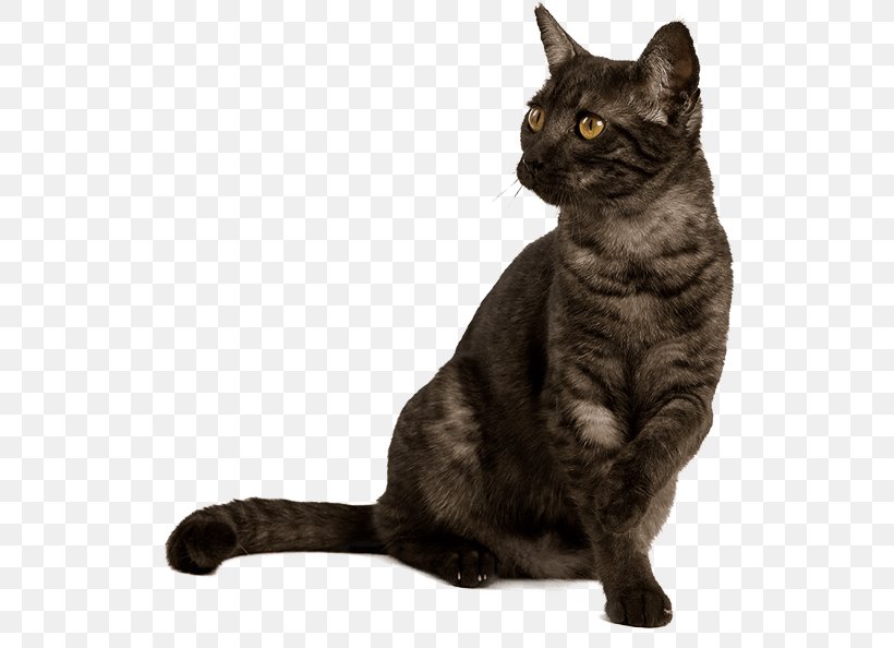 Korat British Shorthair American Shorthair European Shorthair Chartreux, PNG, 547x594px, Korat, American Shorthair, American Wirehair, Asian, Australian Mist Download Free