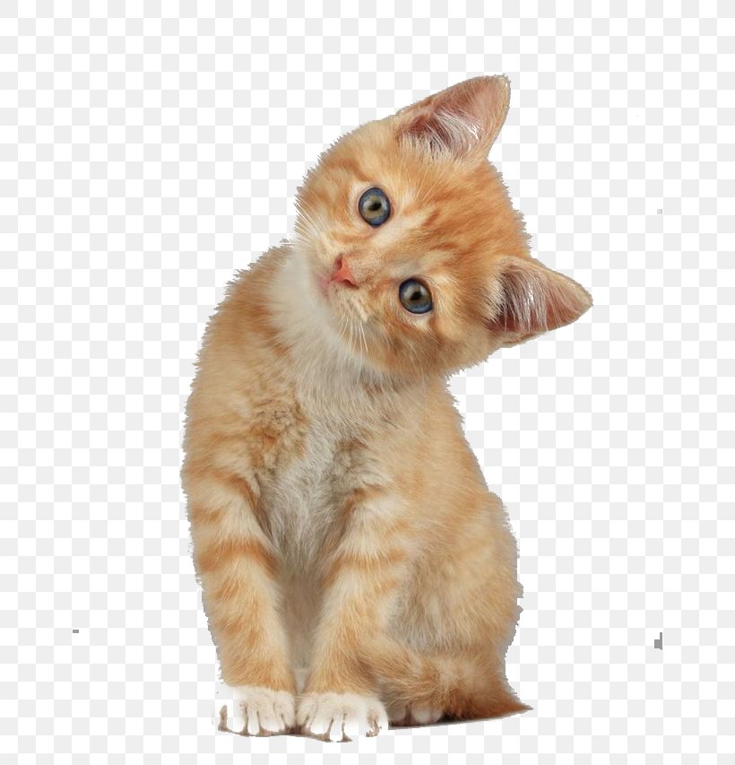Scottish Fold Munchkin Cat Kitten Dog, PNG, 658x853px, Scottish Fold, Carnivoran, Cat, Cat Like Mammal, Cats And The Internet Download Free