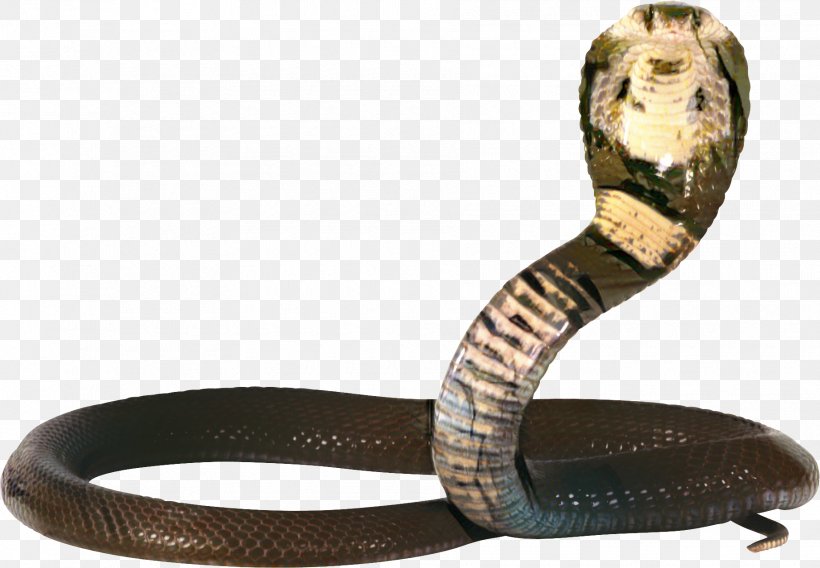 Snakes King Cobra Image, PNG, 1810x1255px, Snakes, Black Rat Snake, Cobra, Colubridae, Egyptian Cobra Download Free