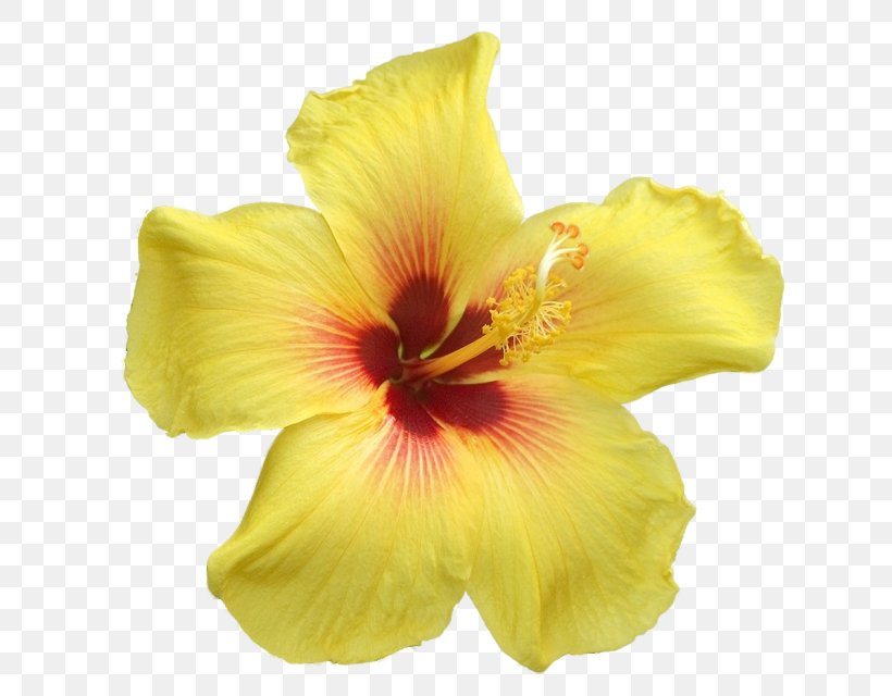Yellow Flower Petal Clip Art, PNG, 650x640px, Yellow, Cut Flowers, Daylily, Flower, Flowering Plant Download Free