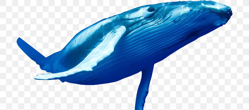 Blue Whale Cetaceans, PNG, 712x362px, Blue Whale, Cetaceans, Cobalt Blue, Common Bottlenose Dolphin, Display Resolution Download Free
