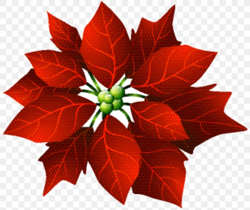 Christmas Poinsettia, PNG, 834x700px, Flower, Botany, Christmas Day, Crochet, Cut Flowers Download Free