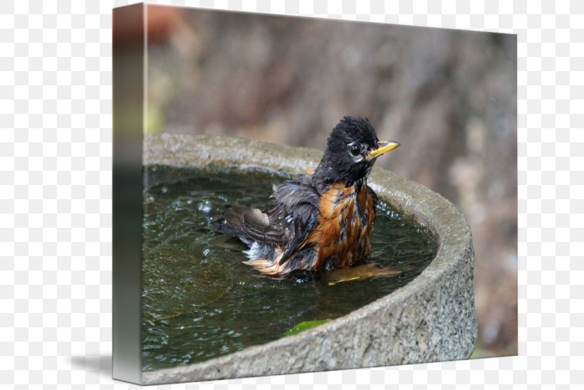 Duck Fauna Beak, PNG, 650x548px, Duck, Beak, Bird, Fauna, Robin Download Free