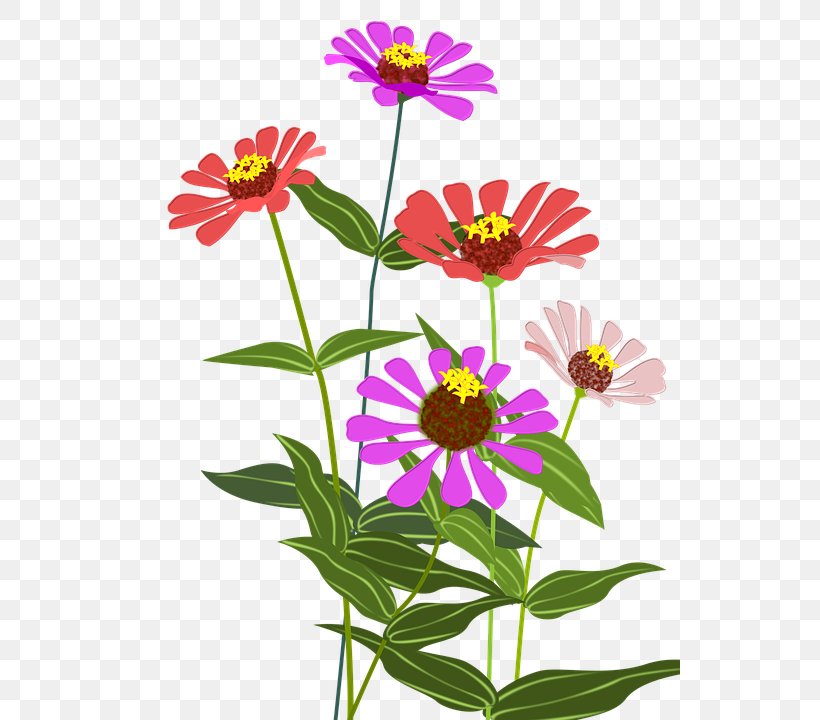 Garden Cosmos Zinnia Cut Flowers Color, PNG, 540x720px, Garden Cosmos, Annual Plant, Chrysanths, Color, Cosmos Download Free
