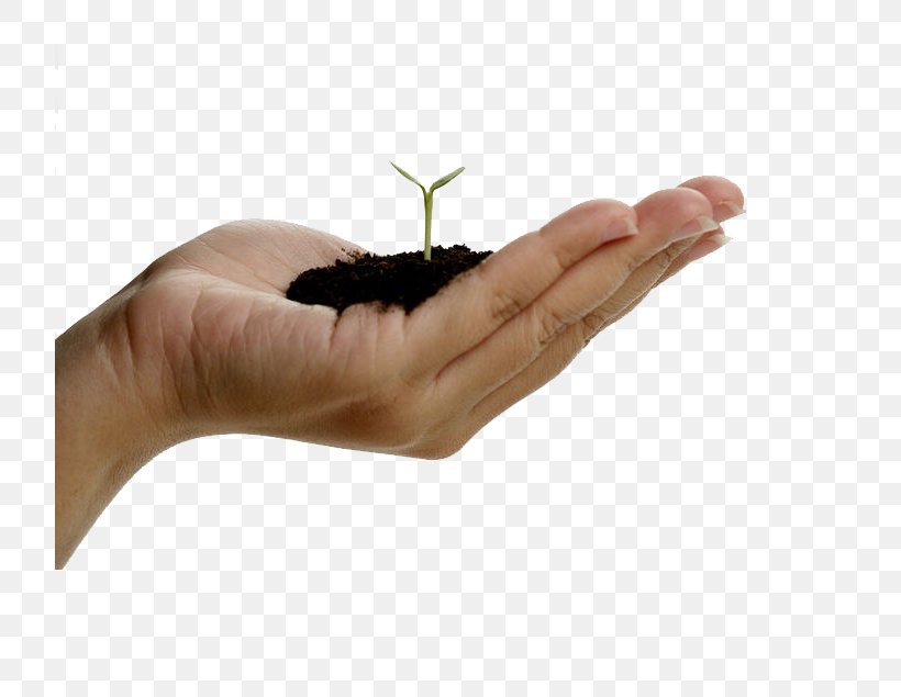 Hand Seedling Green Shoot Finger, PNG, 720x635px, Hand, Finger, Flower, Germination, Green Download Free