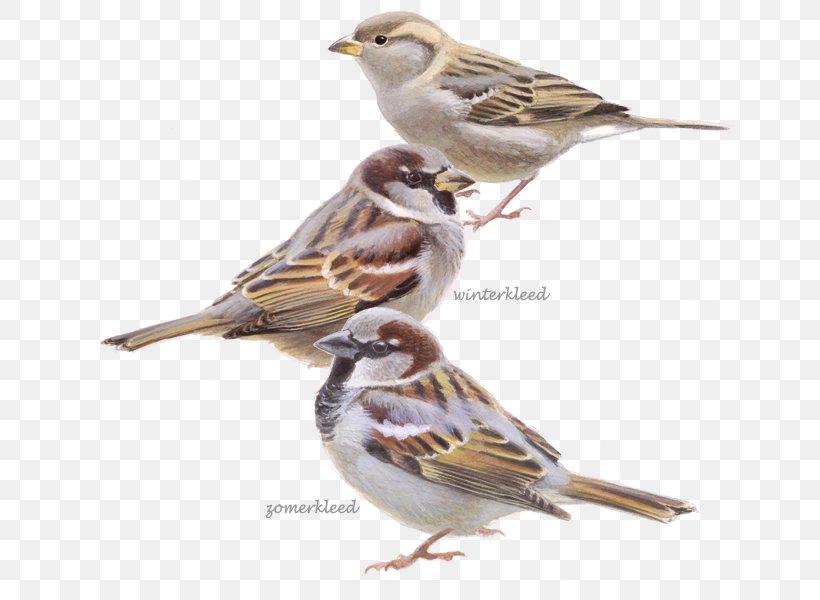 House Sparrow De Huismus Bird Meerkoet, PNG, 650x600px, House Sparrow, Beak, Bird, Bird Nest, Brambling Download Free