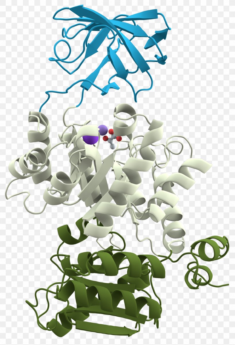 Protein Domain Protein Structure Pyruvate Kinase Protein Tertiary Structure, PNG, 1408x2064px, Protein Domain, Area, Art, Biochemistry, Branch Download Free