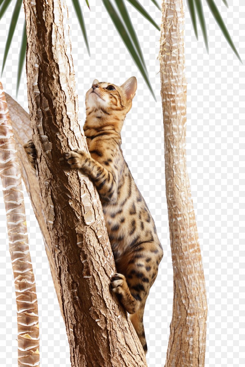 Bengal Cat Turkish Angora Kitten Tree Climbing, PNG, 1280x1920px, Bengal Cat, Big Cats, Branch, Carnivoran, Cat Download Free