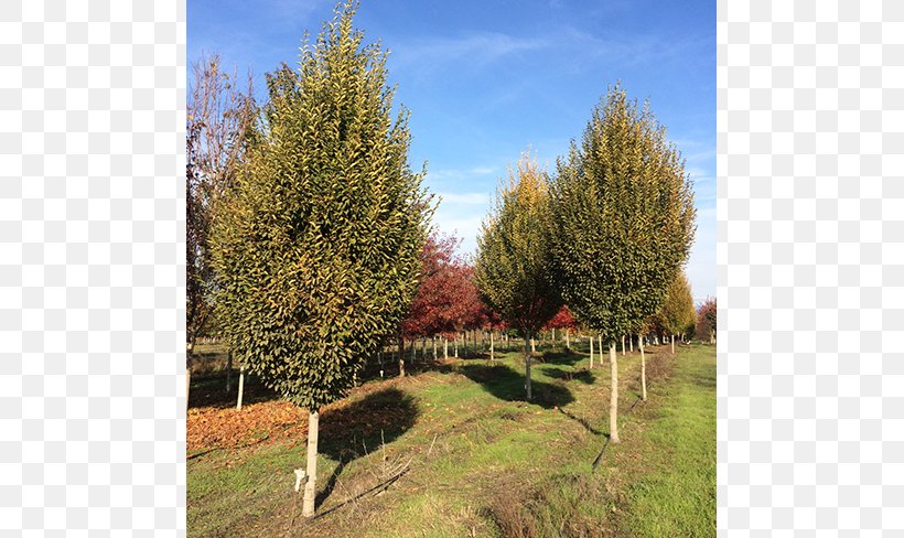 Evergreen Shade Tree Conifers Nursery, PNG, 650x488px, Evergreen, Biome, Bob Vila, Conifer, Conifers Download Free