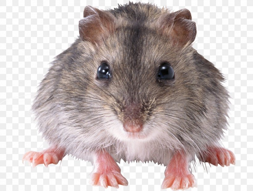 Rat Mouse Rodent, PNG, 2035x1540px, Computer Mouse, Dormouse, Dots Per Inch, Fauna, Fur Download Free