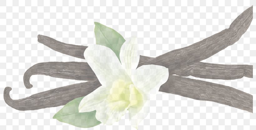 White Flower Plant Petal Dendrobium, PNG, 800x415px, White, Amaryllis Belladonna, Amaryllis Family, Dendrobium, Flower Download Free