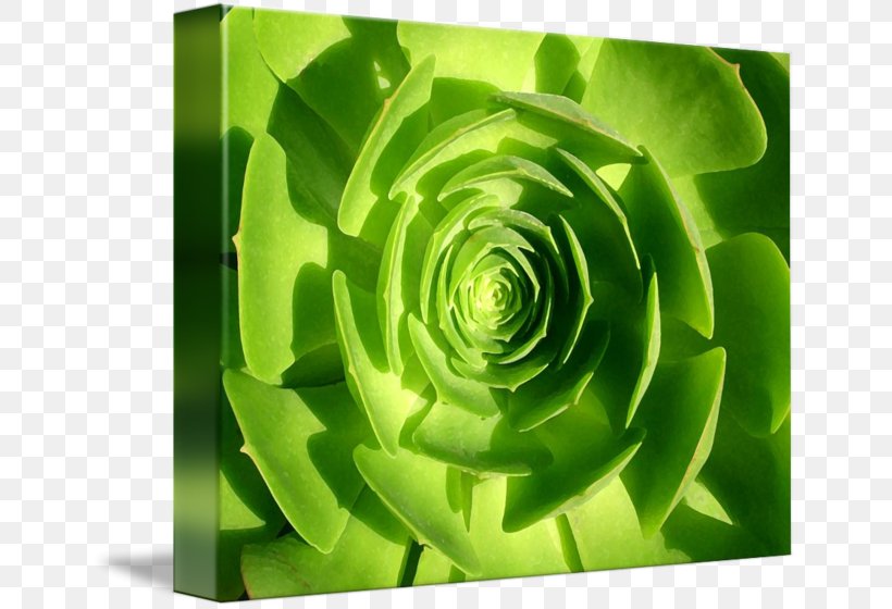 Flower Petal Gallery Wrap Canvas Plant, PNG, 650x560px, Flower, Art, Canvas, Gallery Wrap, Grass Download Free
