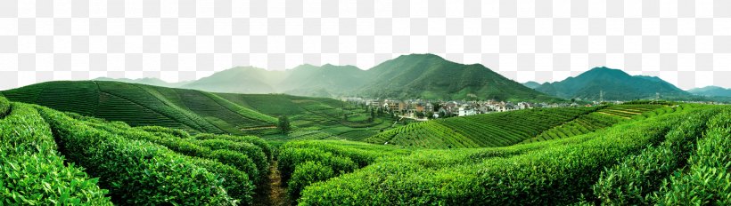 Jiangsu Furong Tea Plantation Yum Cha Da Hong Pao Tieguanyin, PNG, 1900x539px, Tea, Agriculture, Biome, Black Tea, Crop Download Free