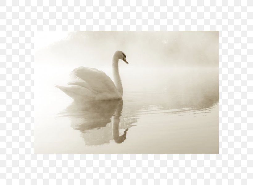 Mute Swan Poster Duck Canvas Print, PNG, 600x600px, Mute Swan, Beak, Bird, Black And White, Canvas Print Download Free