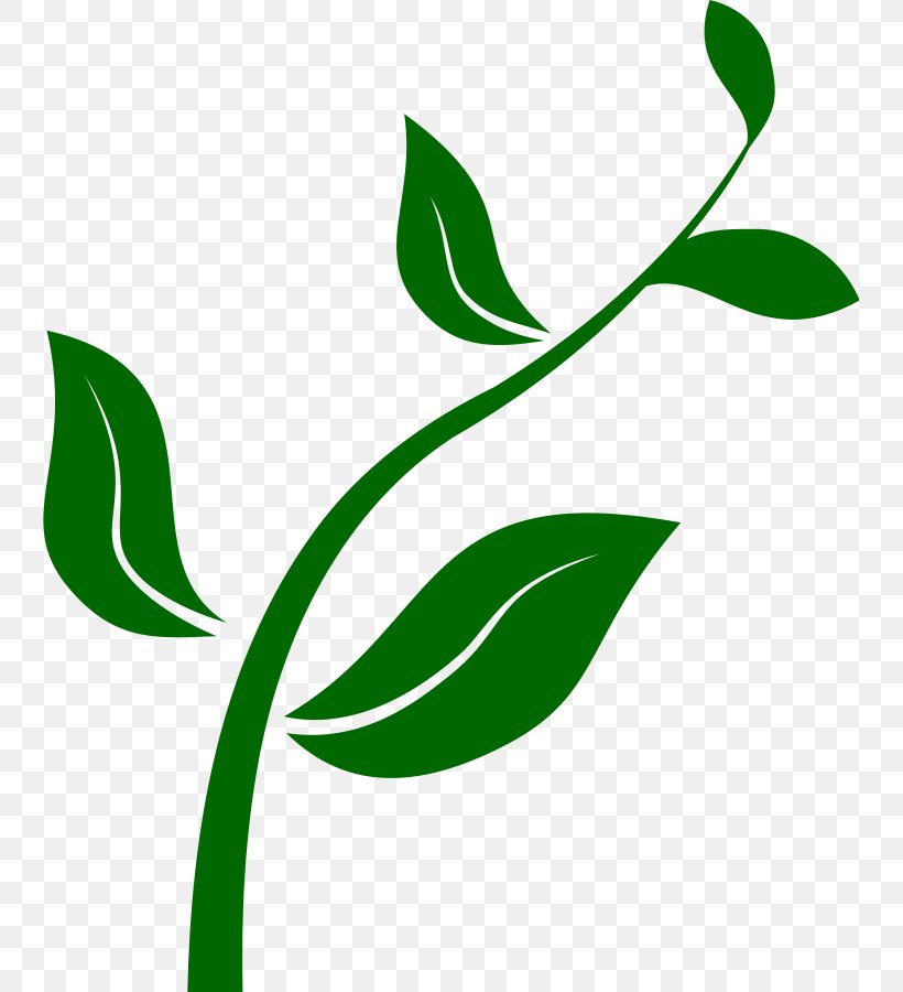 Plant Clip Art, PNG, 741x900px, Plant, Area, Branch, Drawing, Flora Download Free