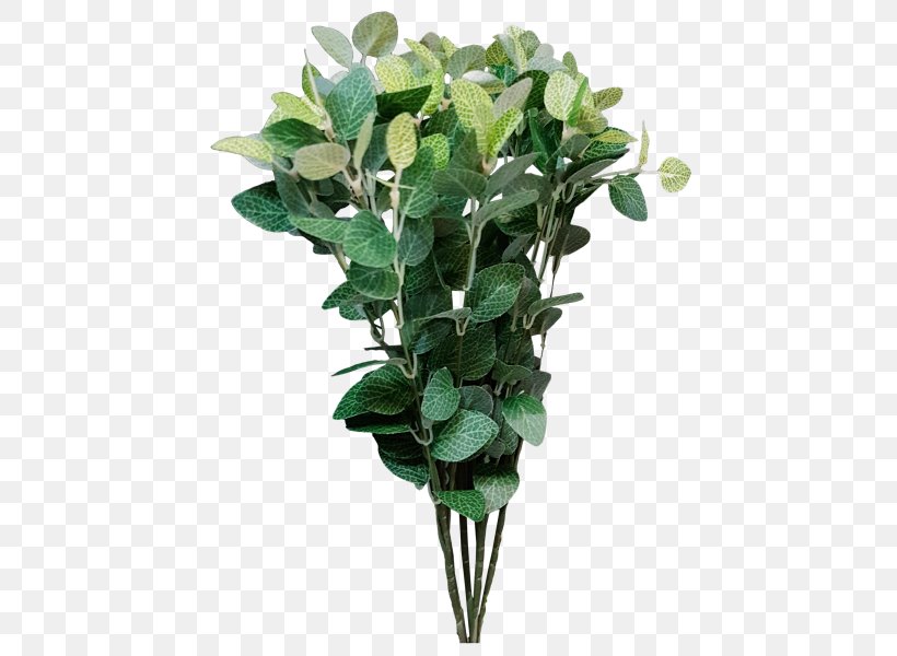 Ruscus Flower Plant Green Arum-lily, PNG, 800x600px, Ruscus, Arumlily, Bog Arum, Color, Cut Flowers Download Free