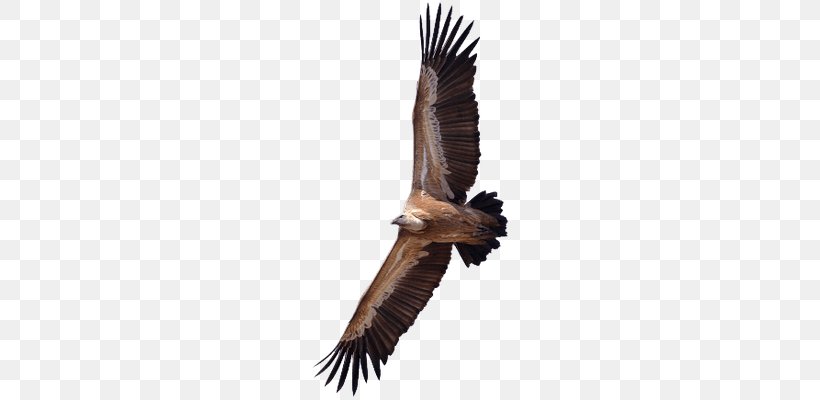 Turkey Vulture Egyptian Vulture Griffon Vulture Clip Art, PNG, 400x400px, Turkey Vulture, Accipitridae, Accipitriformes, Beak, Bird Download Free