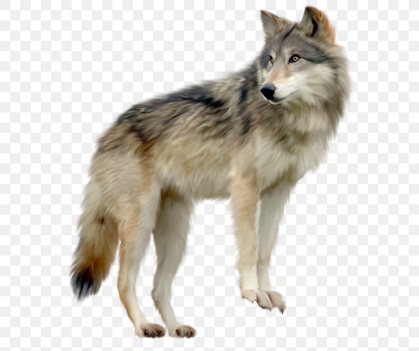 Dog Clip Art, PNG, 591x687px, Gray Wolf, Canadian Eskimo Dog, Canis ...