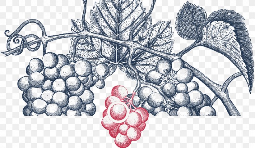 Grapevines Drawing /m/02csf, PNG, 880x512px, Watercolor, Cartoon, Flower, Frame, Heart Download Free